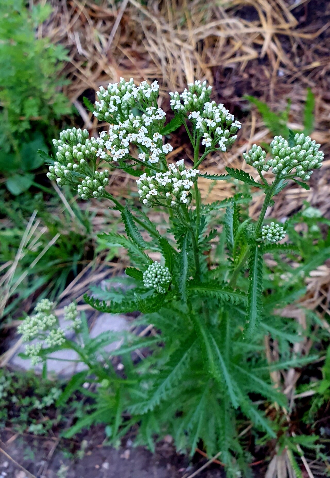 Achillea inundata: Achillea inundata, Серноводск, Самарская обл., Россия, 446533, 2024-06-22 (iNaturalist).