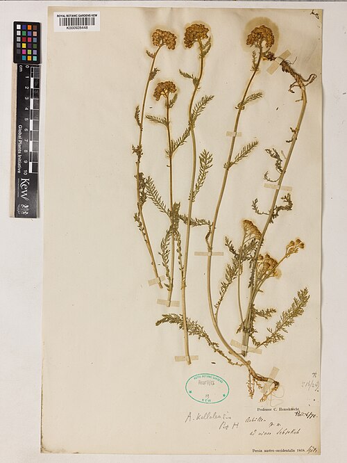 Achillea kellalensis: Achillea kellalensis — Herbarium specimen from Persia austro-occidentalis; ad [niaes Jebsekuh], Iran. Collected by Haussknecht, C. (1868-09-01). Recorded in GBI
