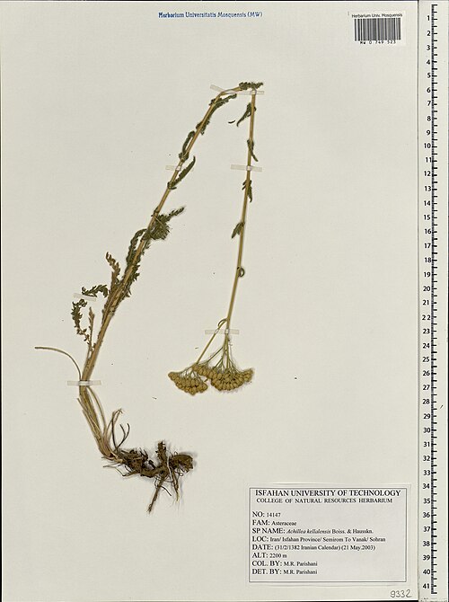Achillea kellalensis: Achillea kellalensis — Herbarium specimen from Iran. Collected by Parishani M. R. (2003-05-21). Recorded in GBIF occurrence 1697866914 .