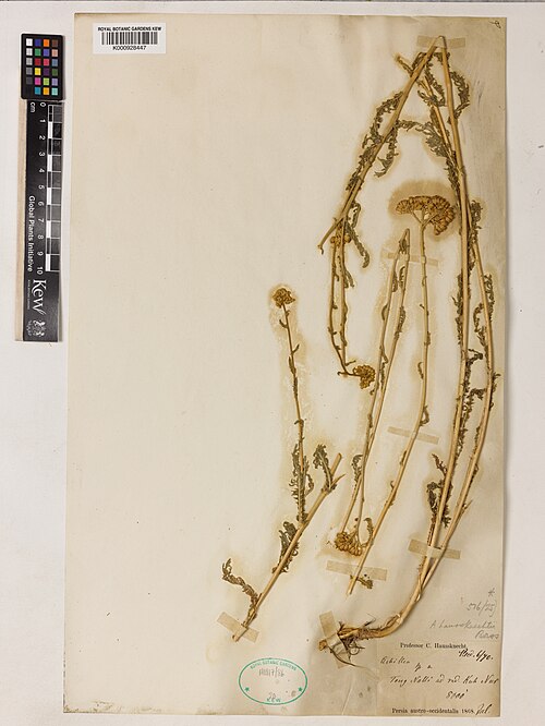 Achillea kellalensis: Achillea kellalensis — Herbarium specimen from Persia austro-occidentalis; Teng Nalli ad rad. Kuh Nur, Iran. Collected by Haussknecht, C. (1868-07-01). Recorded