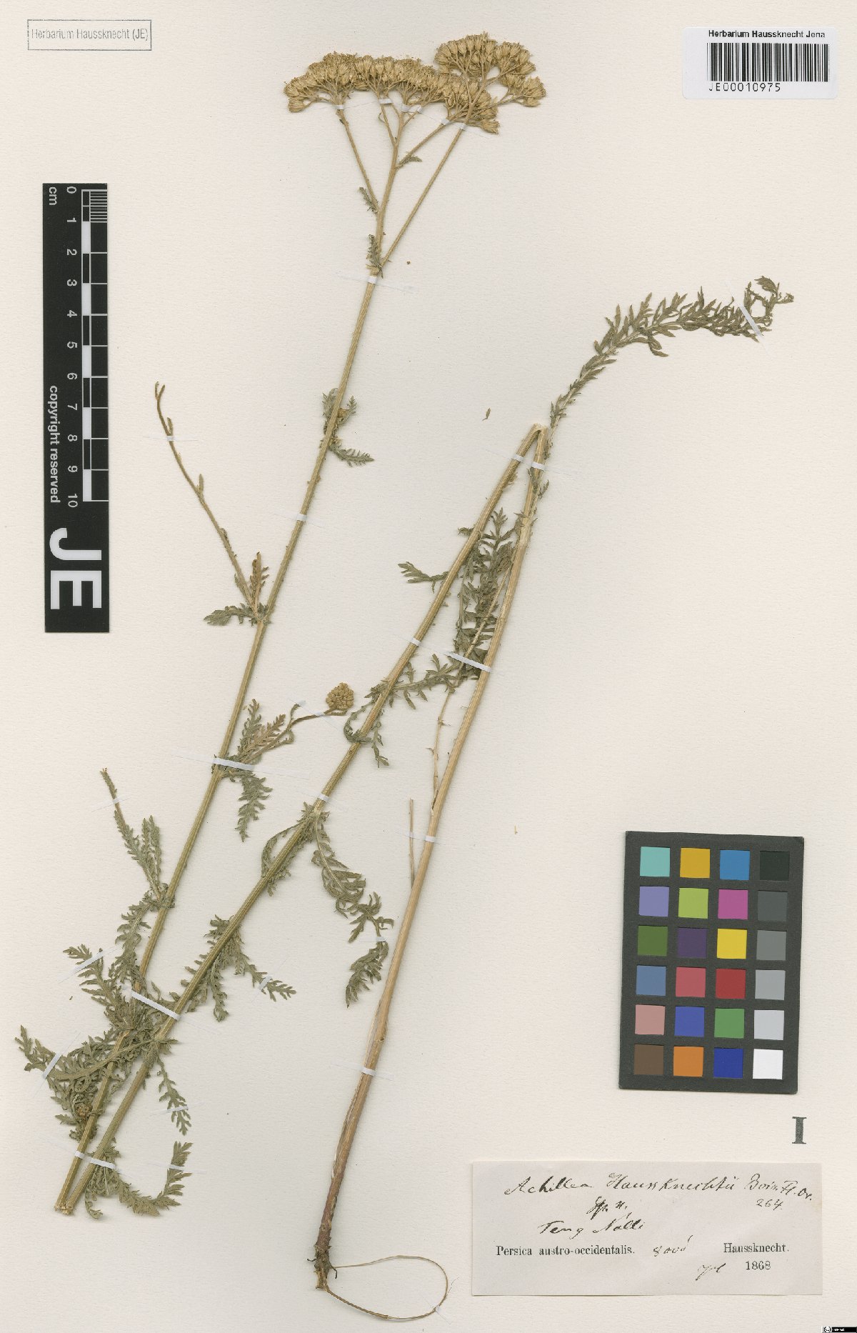 Achillea kellalensis: Achillea kellalensis — Herbarium specimen from Persica austro-occidentalis, Teng Nalli, 8000', Iran. Collected by Haussknecht,C. s.n. [1868-07] (1868-07). Recor