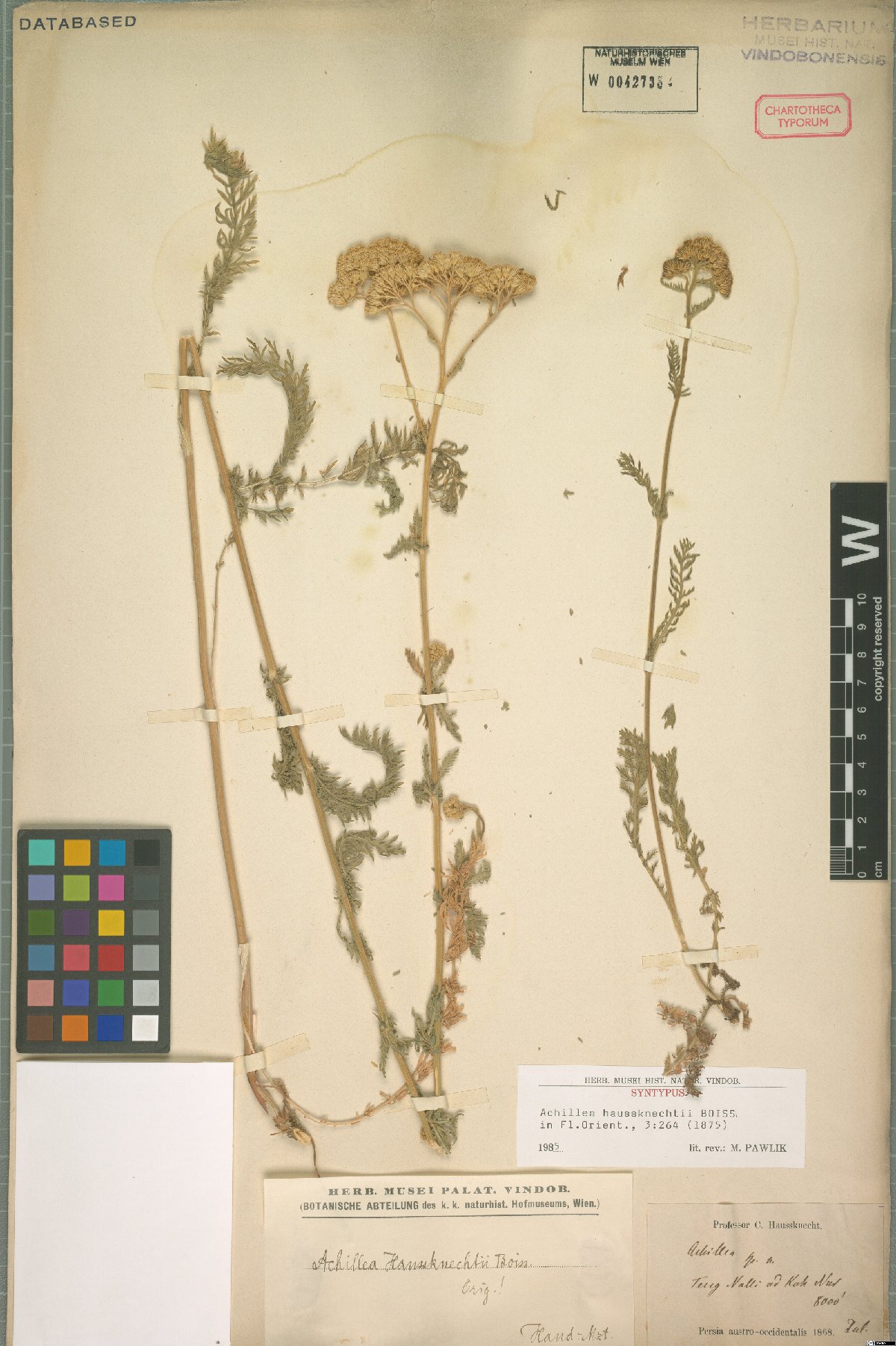 Achillea kellalensis: Achillea kellalensis — Herbarium specimen from Persia austro-occidentalis. Teng Nalli ad Kuh Nur, 8000'., Iran. Collected by Haussknecht,H.K. (1868-07). Recorde