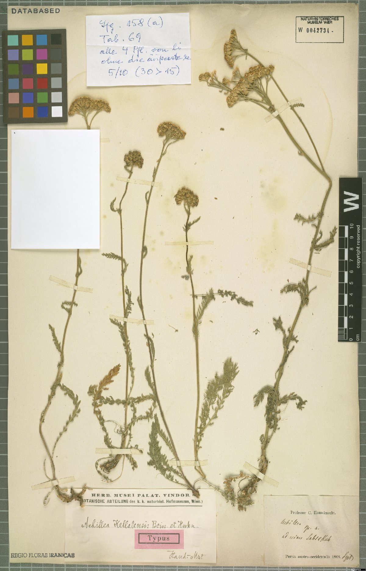 Achillea kellalensis: Achillea kellalensis — Herbarium specimen from Persia austro-occidentalis. ad nives Sebsekuh., Iran. Collected by Haussknecht,H.K. (1868-09). Recorded in GBIF o