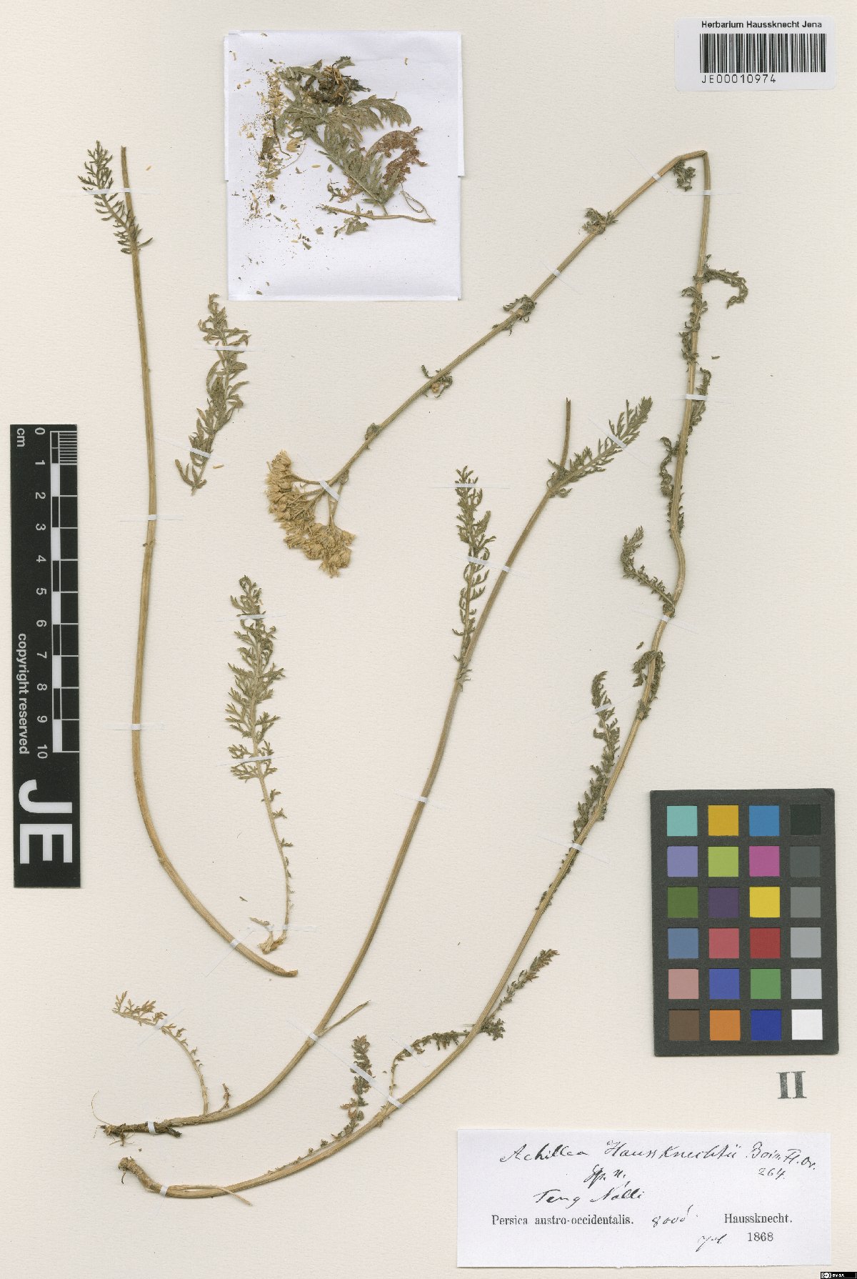 Achillea kellalensis: Achillea kellalensis — Herbarium specimen from Persica austro-occidentalis, Teng Nalli, 8000', Iran. Collected by Haussknecht,C. s.n. [1868-07] (1868-07). Recor