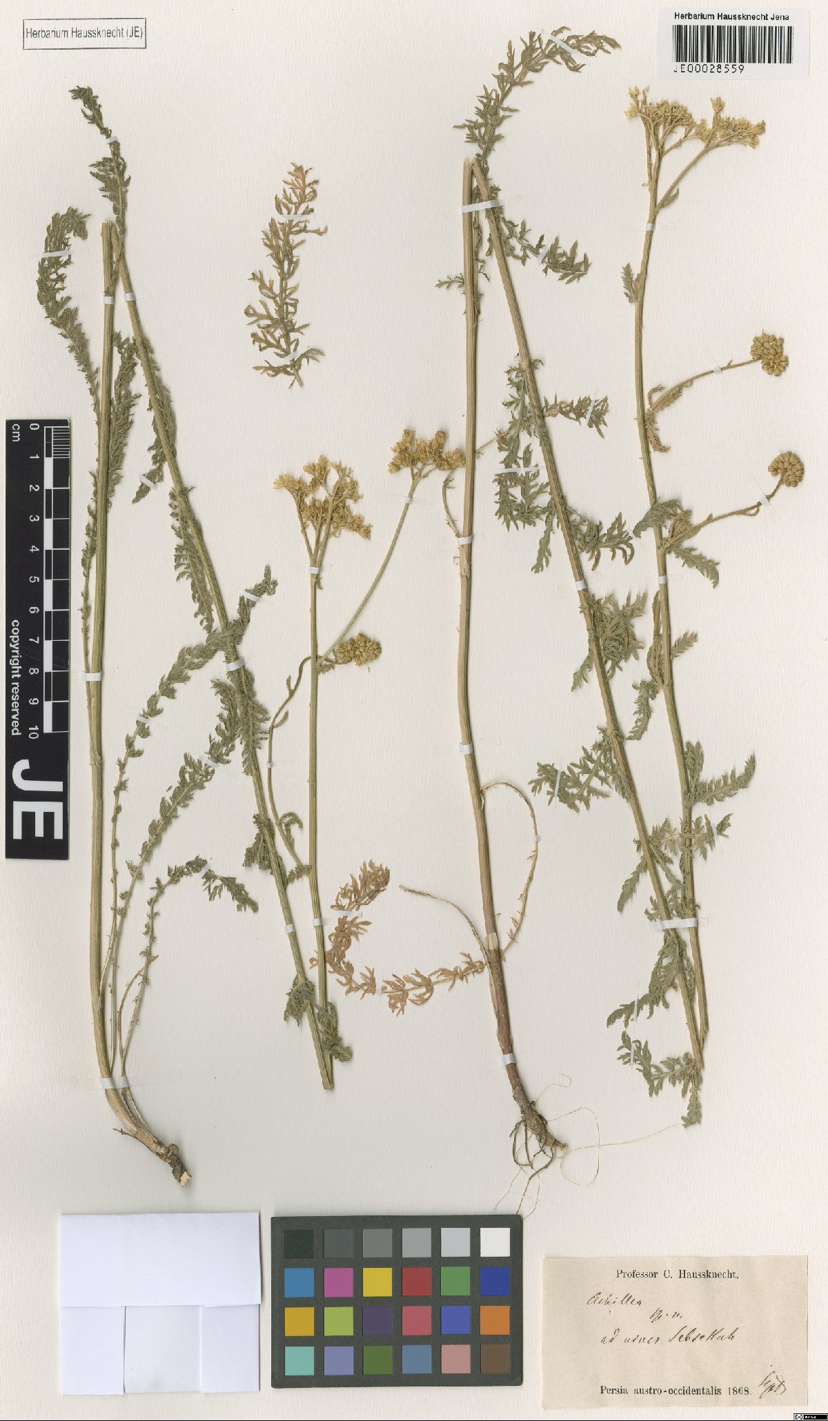 Achillea kellalensis: Achillea kellalensis — Herbarium specimen from Persia austro-occidentalis, ad nives Sebsekuh, Iran. Collected by Haussknecht,H.K. s.n. [1868-09] (1868-09). Reco