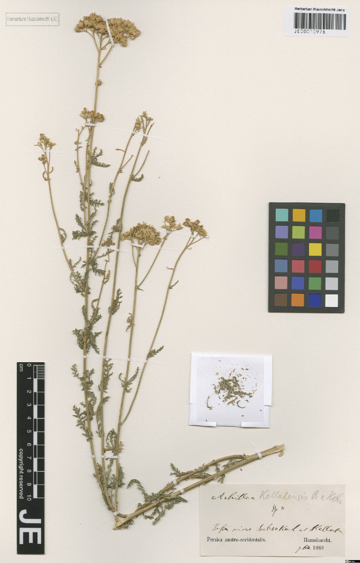 Achillea kellalensis: Achillea kellalensis — Herbarium specimen from Persica austro-occidentalis, infra nives Ssebsekuh et Kellal, Iran. Collected by Haussknecht,C. s.n. [1868-09] (1