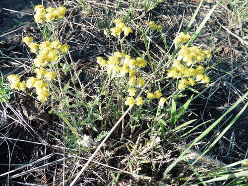 Achillea leptophylla (Achillea leptophylla)