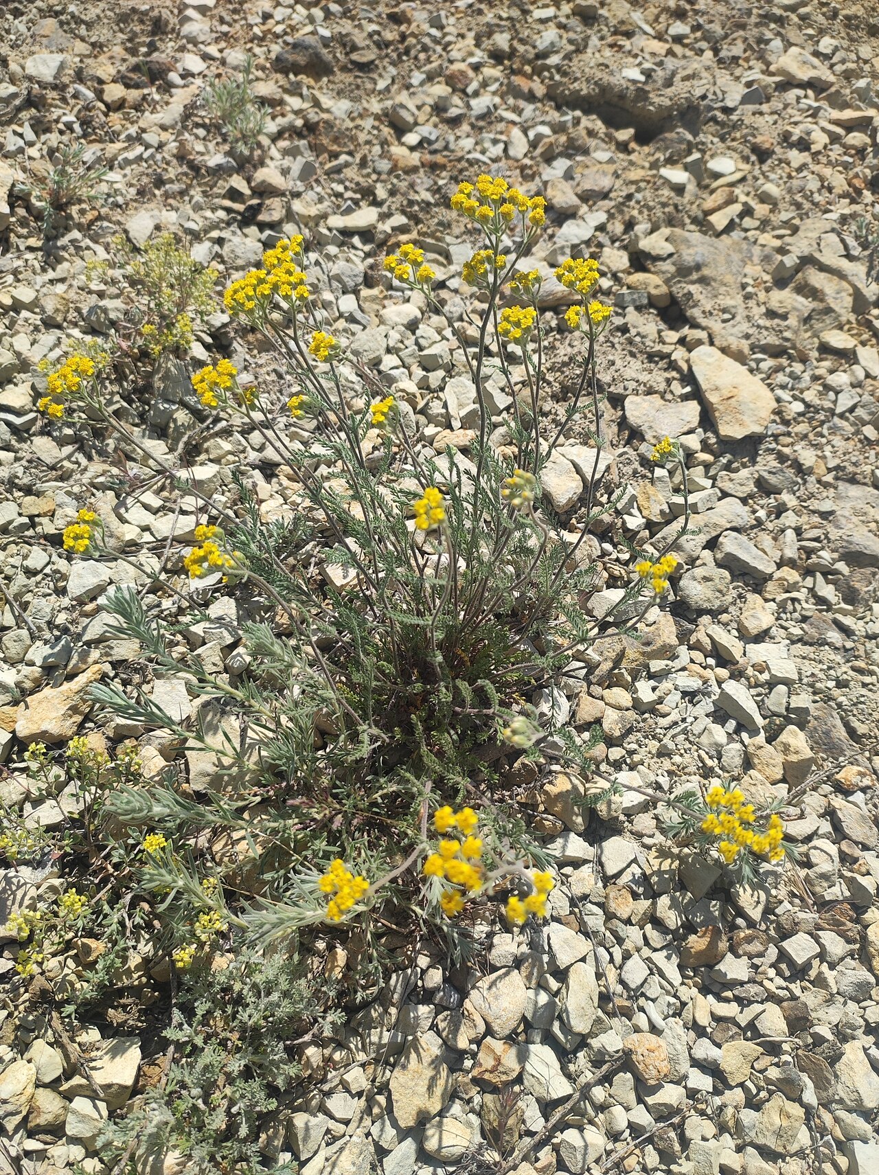 Achillea leptophylla: Achillea leptophylla, Волгоградская обл., Россия, 404256, 2024-05-01 (iNaturalist).