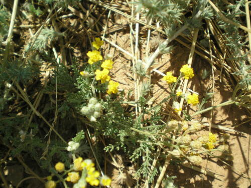 Achillea leptophylla (Achillea leptophylla)