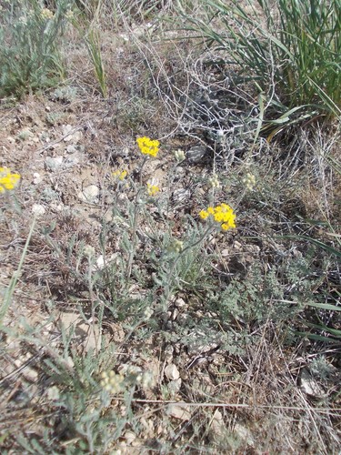 Achillea leptophylla (Achillea leptophylla)
