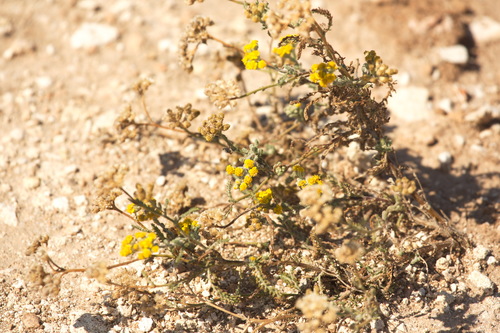 Achillea leptophylla (Achillea leptophylla)