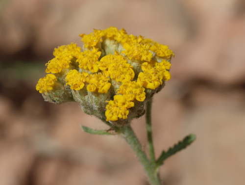 Achillea leptophylla (Achillea leptophylla)