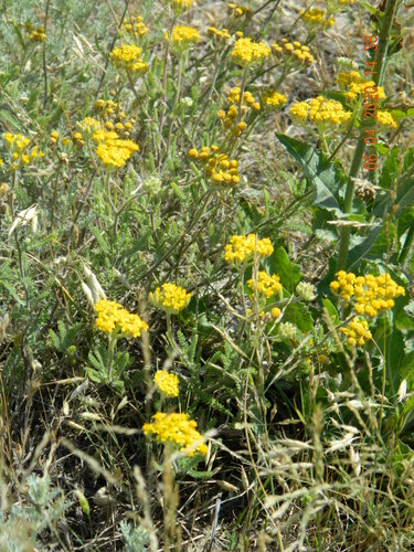 Achillea leptophylla (Achillea leptophylla)