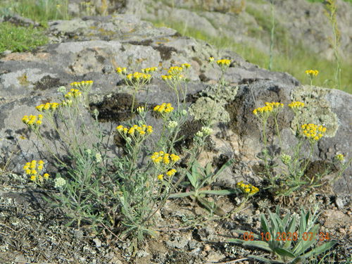 Achillea leptophylla (Achillea leptophylla)