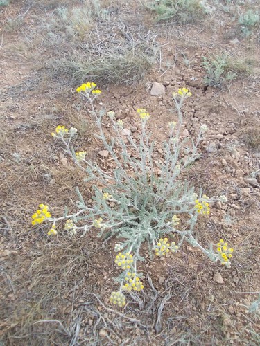 Achillea leptophylla (Achillea leptophylla)