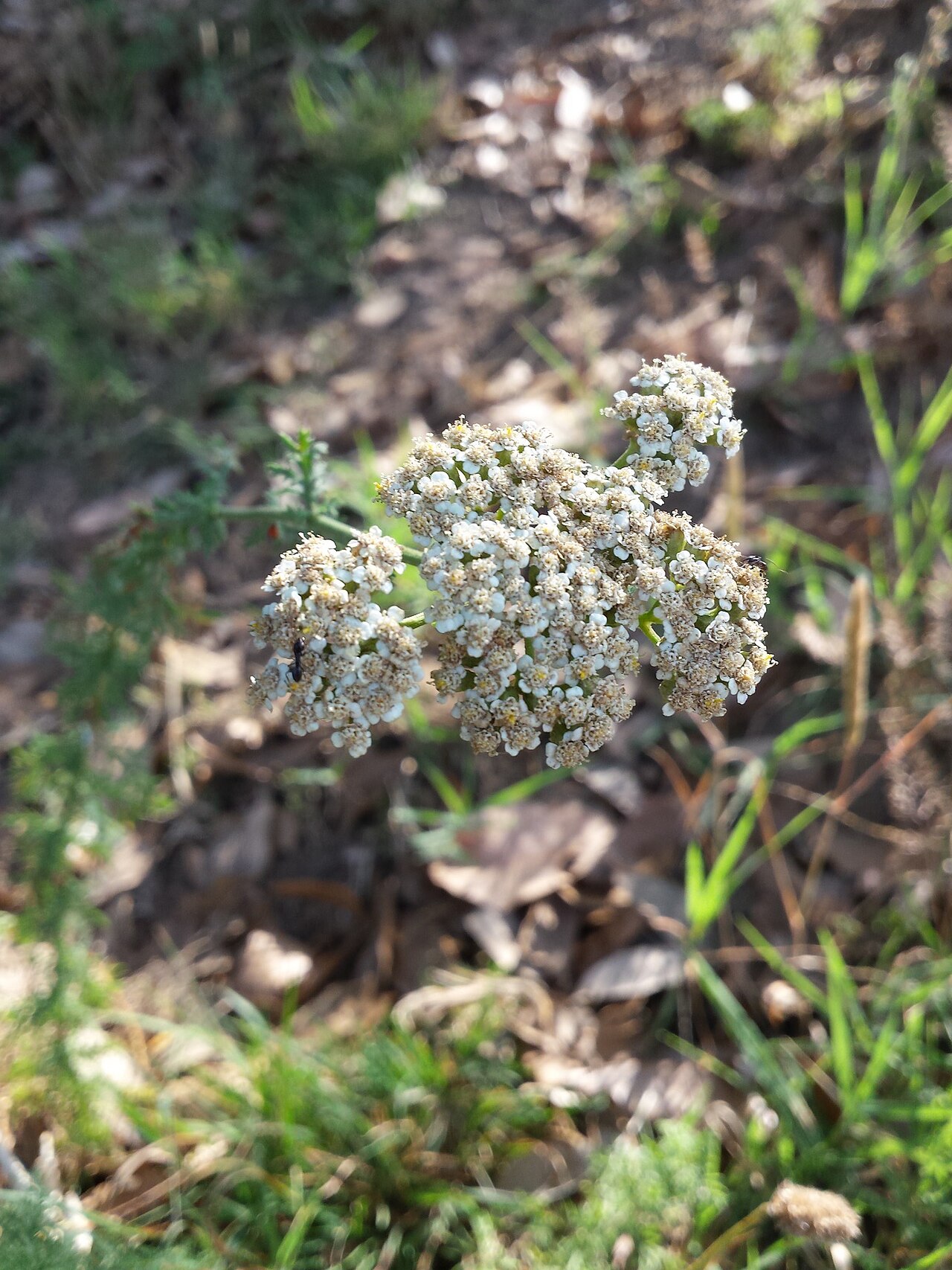 Ligurian yarrow: Achillea ligustica from Corsica