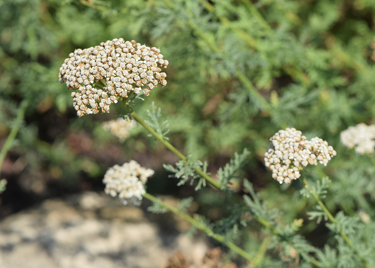 Ligurian yarrow: Achillea ligustica in the Botanischer Garten, Berlin-Dahlem