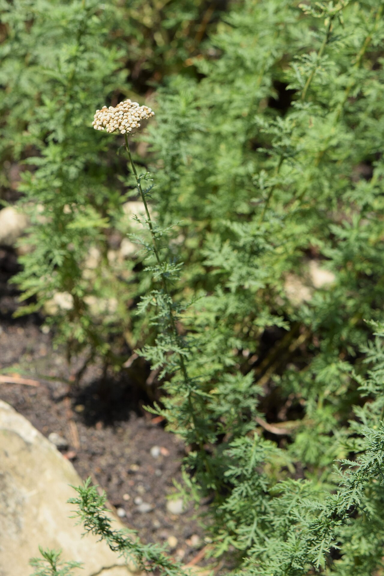 Ligurian yarrow: Achillea ligustica in the Botanischer Garten, Berlin-Dahlem