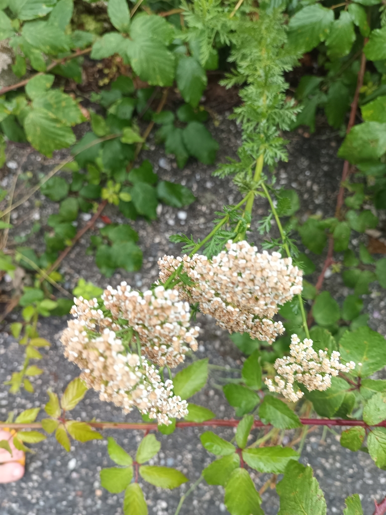 Ligurian yarrow (Achillea ligustica)