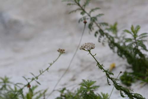 Ligurian yarrow (Achillea ligustica)