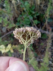 Ligurian yarrow (Achillea ligustica)