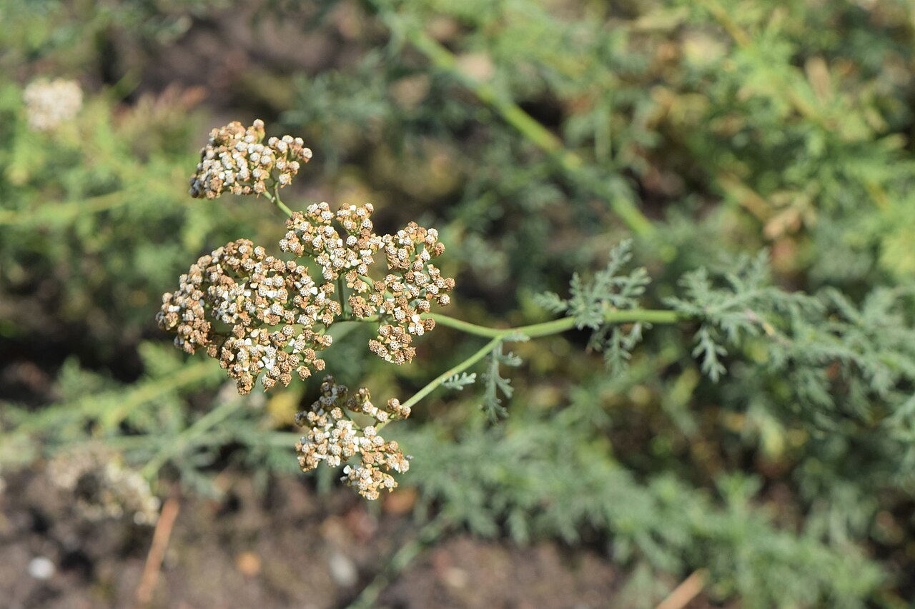 Ligurian yarrow: Achillea ligustica in the Botanischer Garten, Berlin-Dahlem