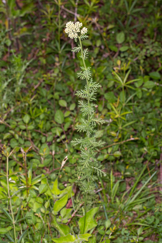 Ligurian yarrow (Achillea ligustica)