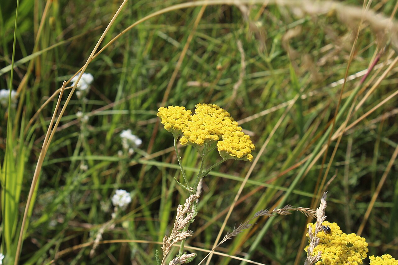 Achillea micrantha: Achillea micrantha