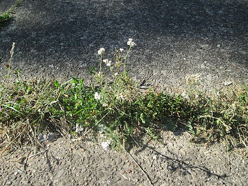 Common yarrow: Gemeine Schafgarbe ( Achillea millefolium ) in Saarbrücken