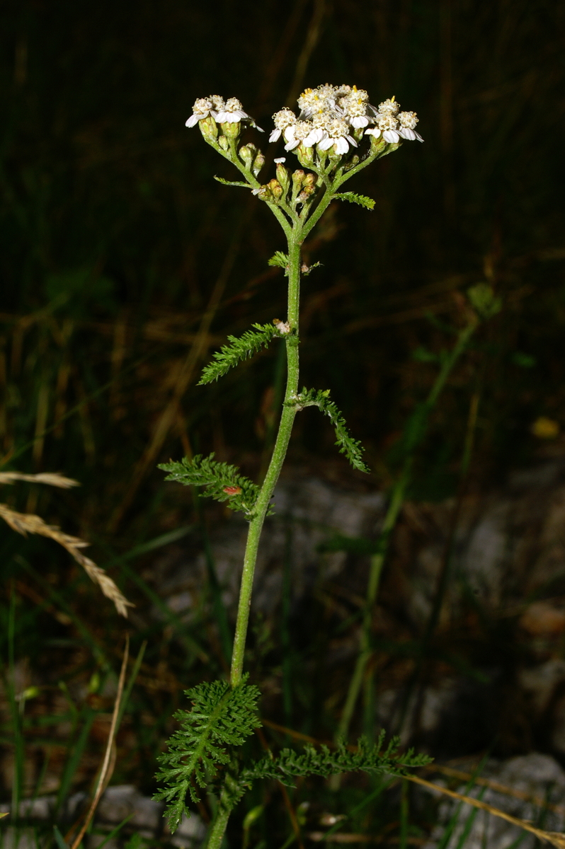 Common yarrow: Navadni rman na Soriški planini.