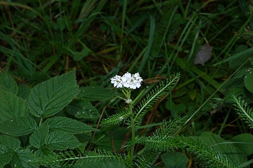 Common yarrow: Achillea millefolium L., Yarrow, Lillehammer, Norway, 20 September 2012