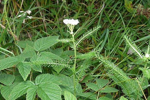 Common yarrow: Achillea millefolium L., Yarrow, Lillehammer, Norway, 20 September 2012