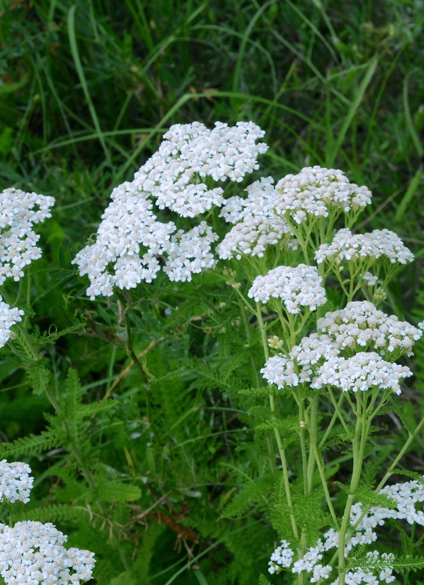 Common yarrow: Milfoil, Western yarrow, Van, Van Zandt County, May 2011
