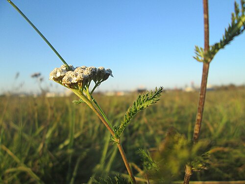 Common yarrow: Gemeine Schafgarbe ( Achillea millefolium ) auf einer Wiese in Hockenheim-Talhaus