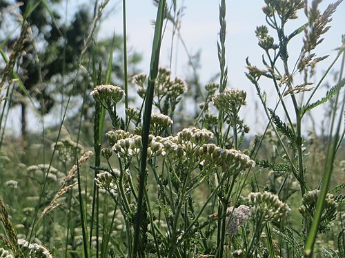 Common yarrow: Gemeine Schafgarbe ( Achillea millefolium ) beim Insultheimer Hof im Landschaftsschutzgebiet „Hockenheimer Rheinbogen“