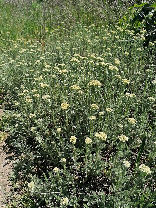 Common yarrow: Often found in urban and semi-urban localities