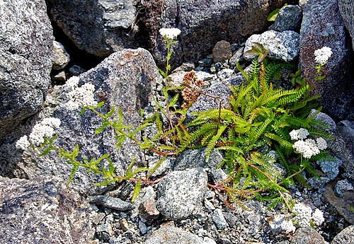 Common yarrow: Day 2- Cutler
