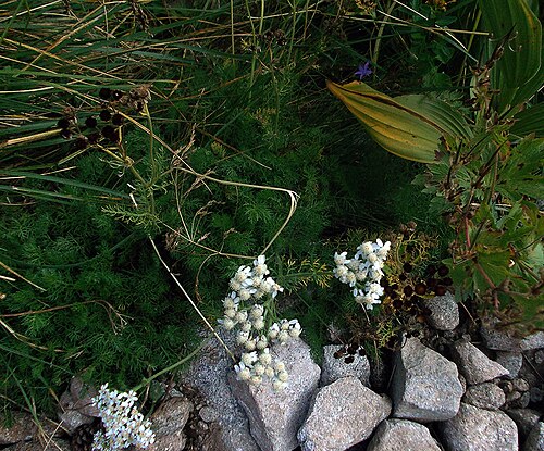 Achillea multifida: Achillea multifida, Bansko, Bulgaria, 2013-08-15 (iNaturalist).