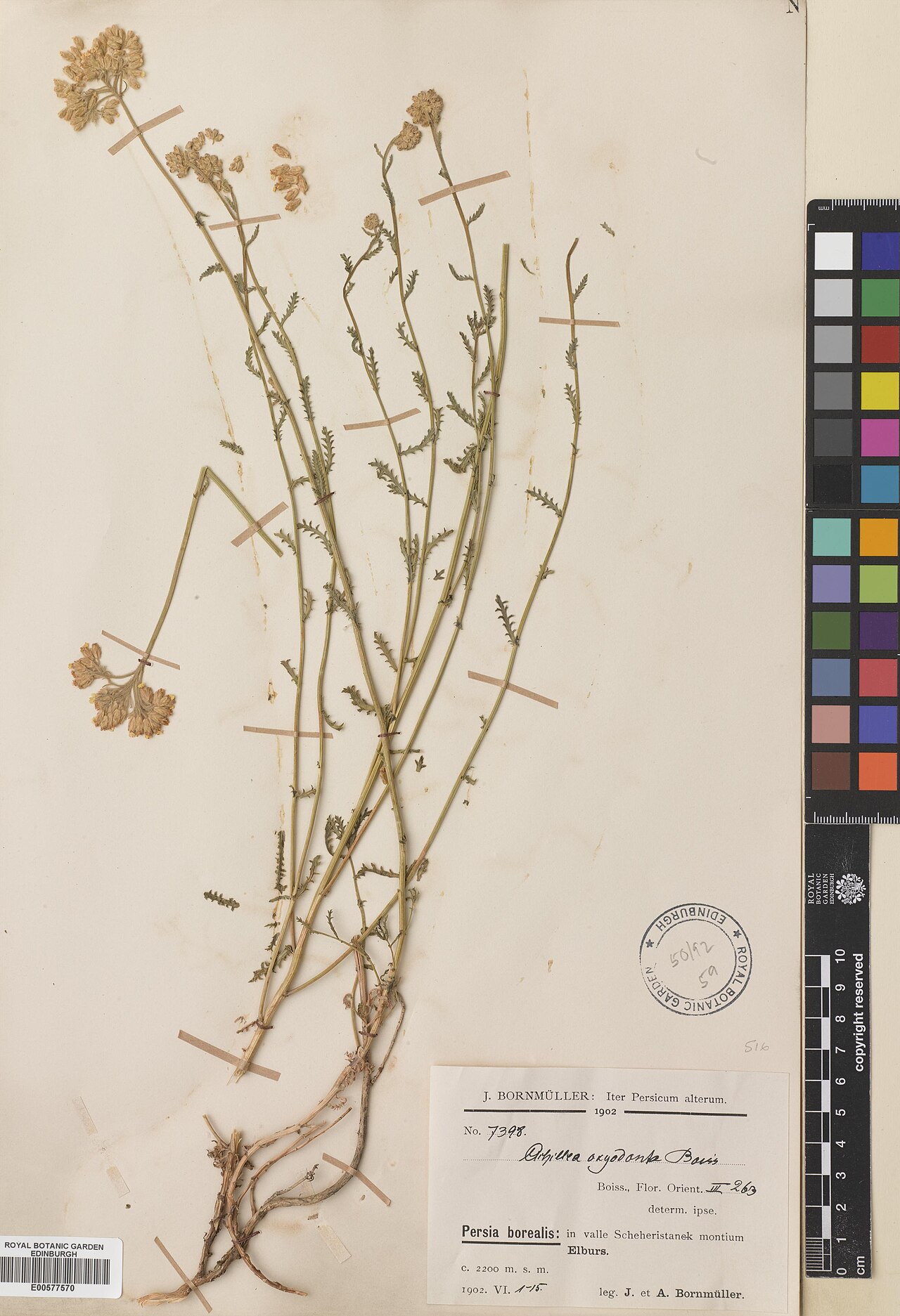 Achillea oxyodonta: Achillea oxyodonta — Herbarium specimen from Elburs, Iran. Collected by Bornmüller, Joseph Friedrich Nicolaus & Bornmüller, F. (1902-06-01). Recorded in GBIF oc