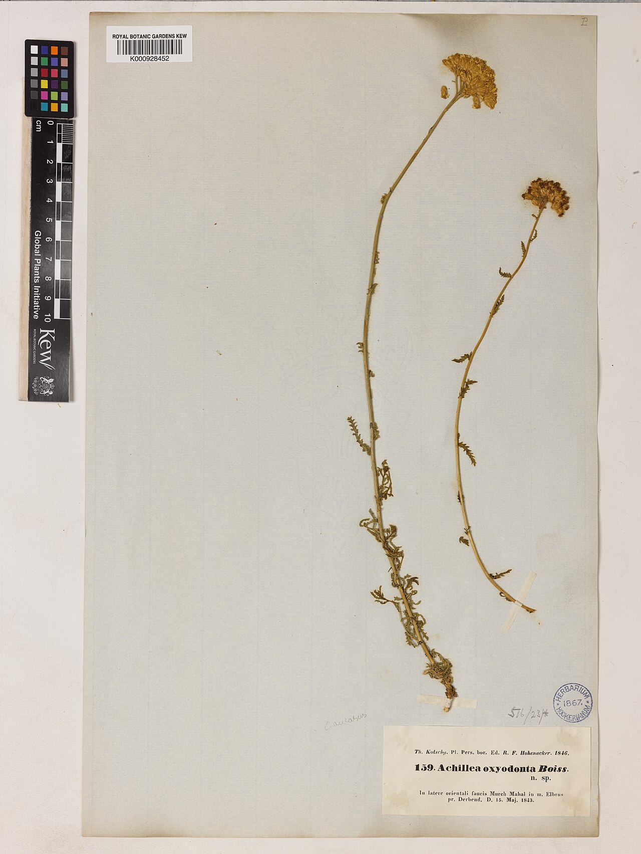 Achillea oxyodonta: Achillea oxyodonta — Herbarium specimen from In latere orientali faucis Murch Mahal in m. Elbrus pr. Derbend.. Collected by Kotschy, T. (1843-05-15). Recorded i