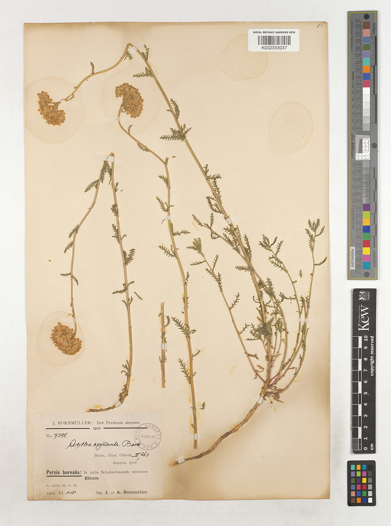 Achillea oxyodonta: Achillea oxyodonta — Herbarium specimen from Persia borealis, in valle Scheheristanek montium Elburs., Iran. Collected by Bornmüller, J.; Bornmüller, A. (1902-0