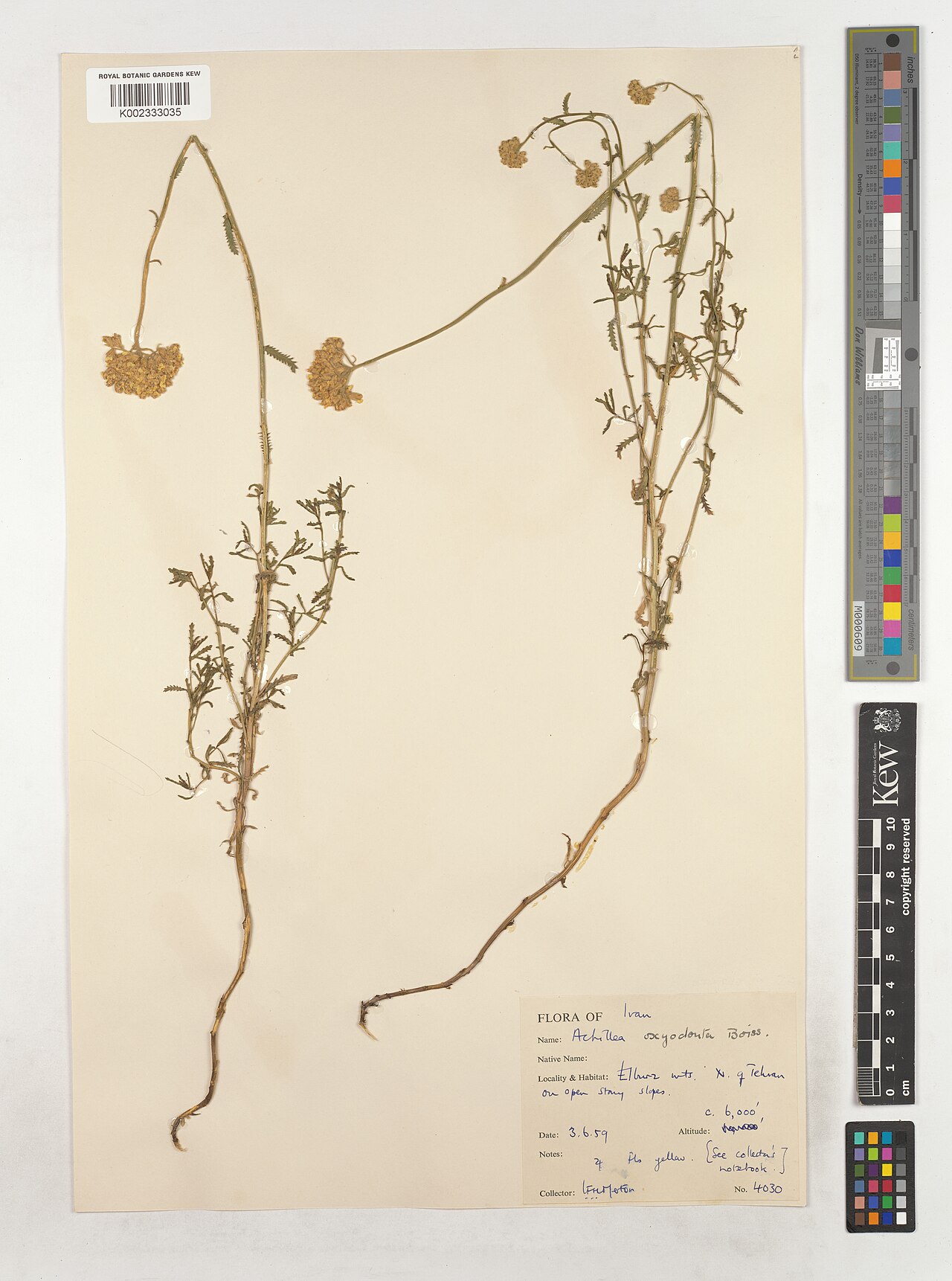 Achillea oxyodonta: Achillea oxyodonta — Herbarium specimen from Mts. N. Q. Tehran on open Stany slopes., Iran. Collected by Merton, L.F.H. (1959-06-03). Recorded in GBIF occurrenc