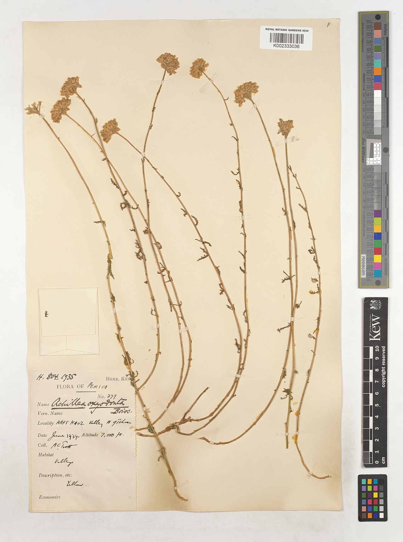 Achillea oxyodonta: Achillea oxyodonta — Herbarium specimen from Haft Kauz Valley Nytchran, Iran. Collected by Trott, A.C. (1934-06-01). Recorded in GBIF occurrence 4535530206 .