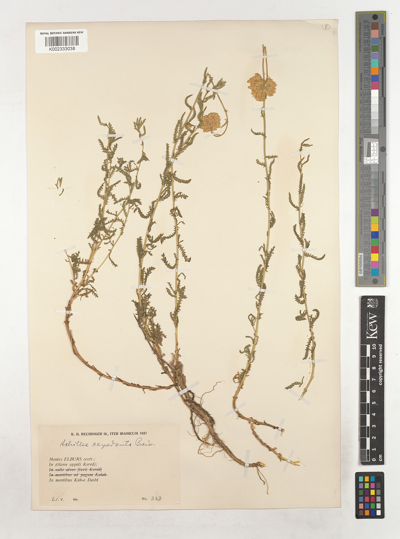 Achillea oxyodonta: Achillea oxyodonta — Herbarium specimen from Montes ELBURS centr. In ditione oppidi Keredj, In montibus Kūh-e Dasht, Iran. Collected by Rechinger, K.H. (1937-05