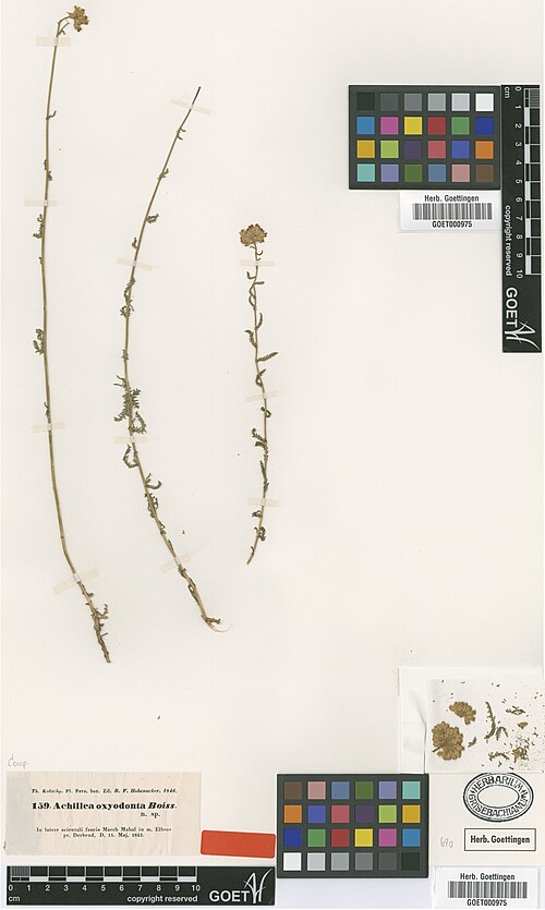 Achillea oxyodonta: Achillea oxyodonta — Herbarium specimen from [Iran] In latere orientali faucis Murch Mahal in m. Elbrus pr. Derbend., Iran. Collected by Kotschy, T. (no. 159) (