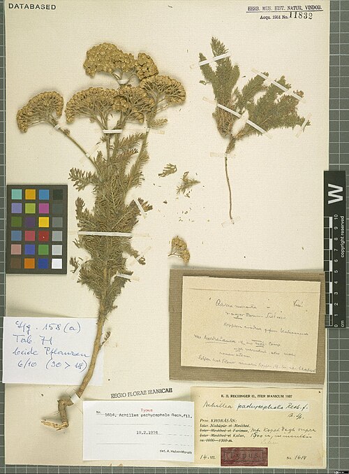 Achillea pachycephala: Achillea pachycephala — Herbarium specimen from . Prov. Khorasan, montes Kopet Dagh supra 1700 m, in incultis, Iran. Collected by Rechinger,K.H. Iter iranicum 1