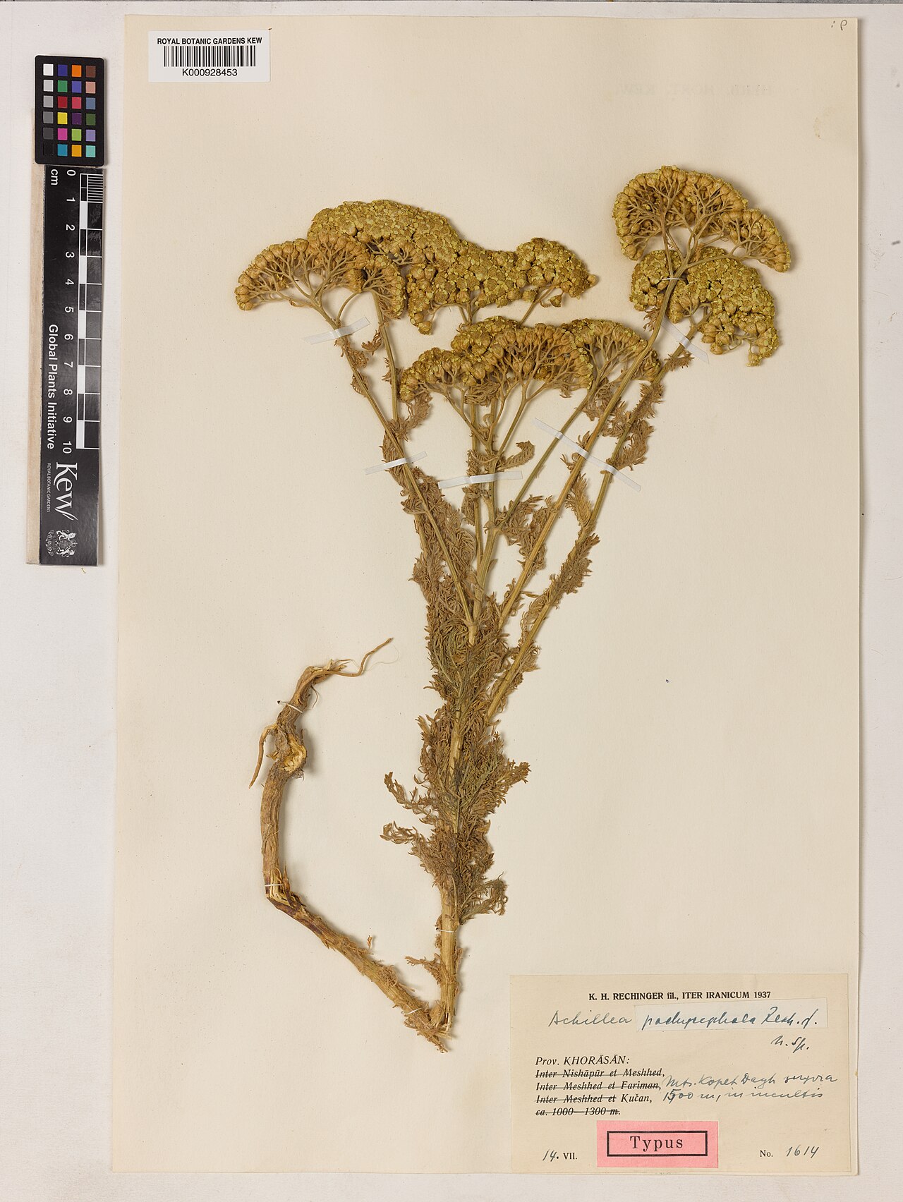 Achillea pachycephala: Achillea pachycephala — Herbarium specimen from Prov. Khorasan; Mts Kopeh Dagh; Kucan, Iran. Habitat: in incultis. Collected by Rechinger, K.H. (1937-07-14). Re