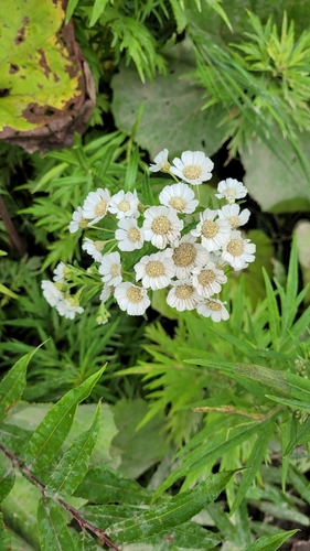 Sneezeweed (Achillea ptarmica)