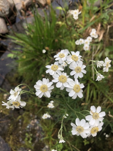 Sneezeweed (Achillea ptarmica)