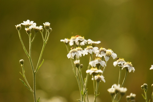 Sneezeweed (Achillea ptarmica)